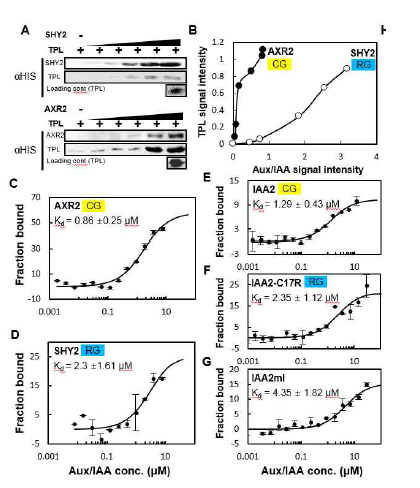Aux/IAA들의 EAR 모티브에 따른 TPL과의 상이한 결합력. Aux/IAA들과 TPL 사이의 결합력 차이를 보여주는 단백질 pull-down 어세이(A, B)와 MicroScale Thermophoresis(MST) 어세이 결과(C-G). (F) CG-to-RG IAA2 돌연변이. (G) IAA2 기능상실 돌연변 이