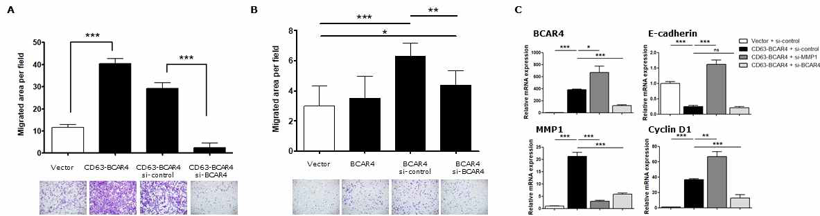 BCAR4 siRNA처리 후 세포 이동능력 평가