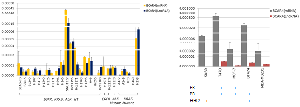 폐암세포주(left) 및 유방암세포주(right)의 BCAR4 발현