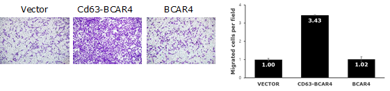 BCAR4 과발현세포주의 세포이동성 비교