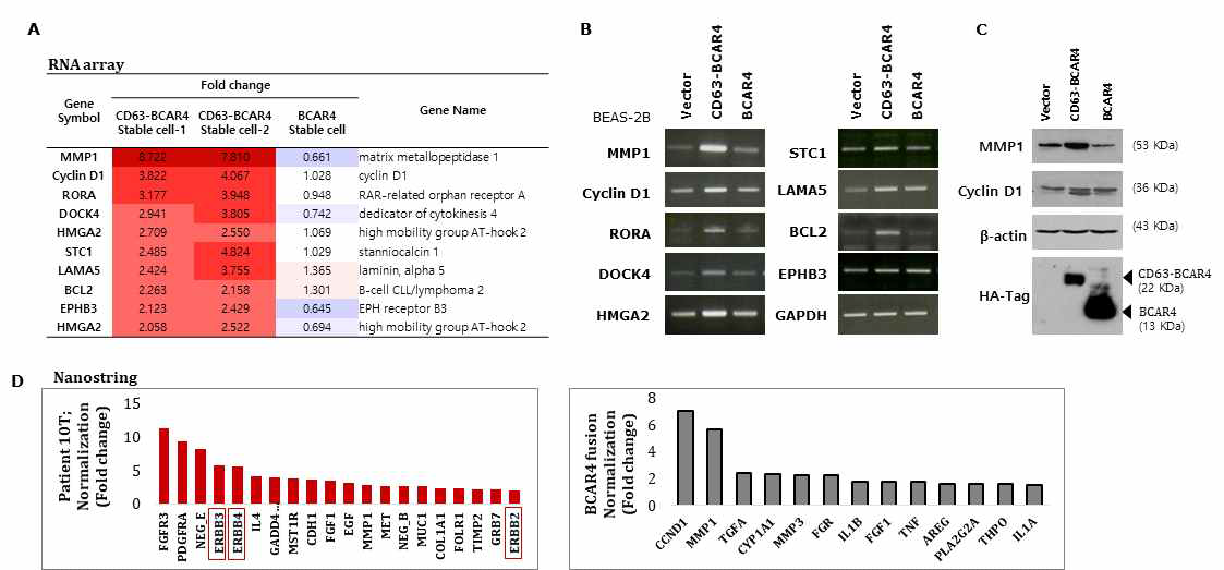 RNA array (A) 및 Nanostring (D) 결과에 따른 RNA발현 변화 분석