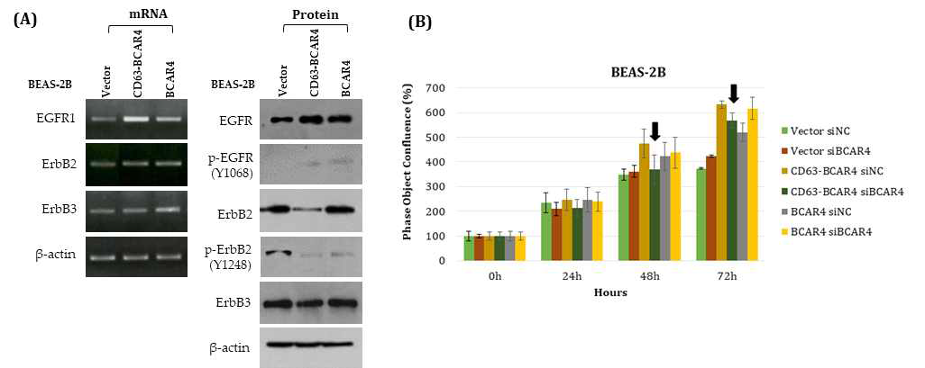 BCAR4 과발현에 의한 ERBB family 발현변화 및 BCAR4 발현억제로 인한 세포증식억제효과