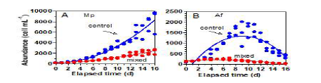 M polykrikoides(Mp)와 A. fraterculus(Af)간의 경쟁우위 실험 결과