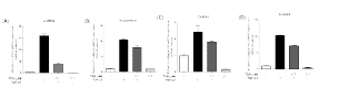 섬유화 관련 유전자의 mRNA 발현 억제 효과