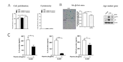 Piperine에 의한 노화 세포 증식 유도 효과(A) 및 마커 (B), SASP 분비 감소 효과 (C)