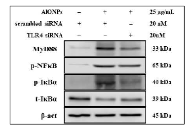TLR4의 발현을 억제시킨 H292 세포에서 산화알루미늄 나노입자의 노출에 의한 염증성 매개인자의 변화 관찰