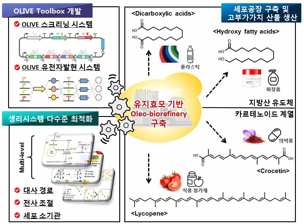 효모 세포 다이어그램