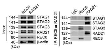 REC8과 RAD21의 코헤신 복합체 구성 분석