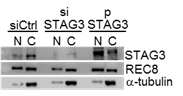 배아줄기세포에서 REC8과 STAG3의 translocation 분석