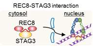 STAG3와 REC8의 결합정도에 의한 단백질 이동 모식도