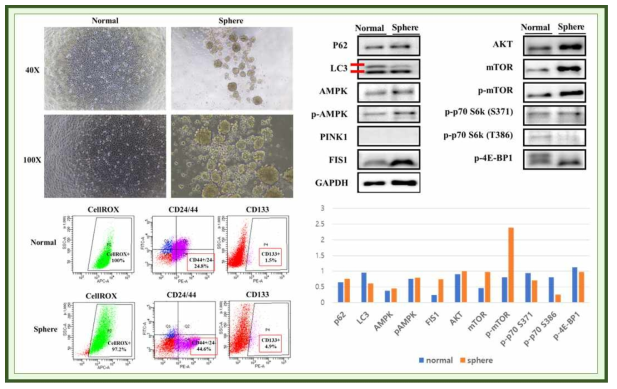 Sphere 배양을 통한 암줄기세포분획 풍부화
