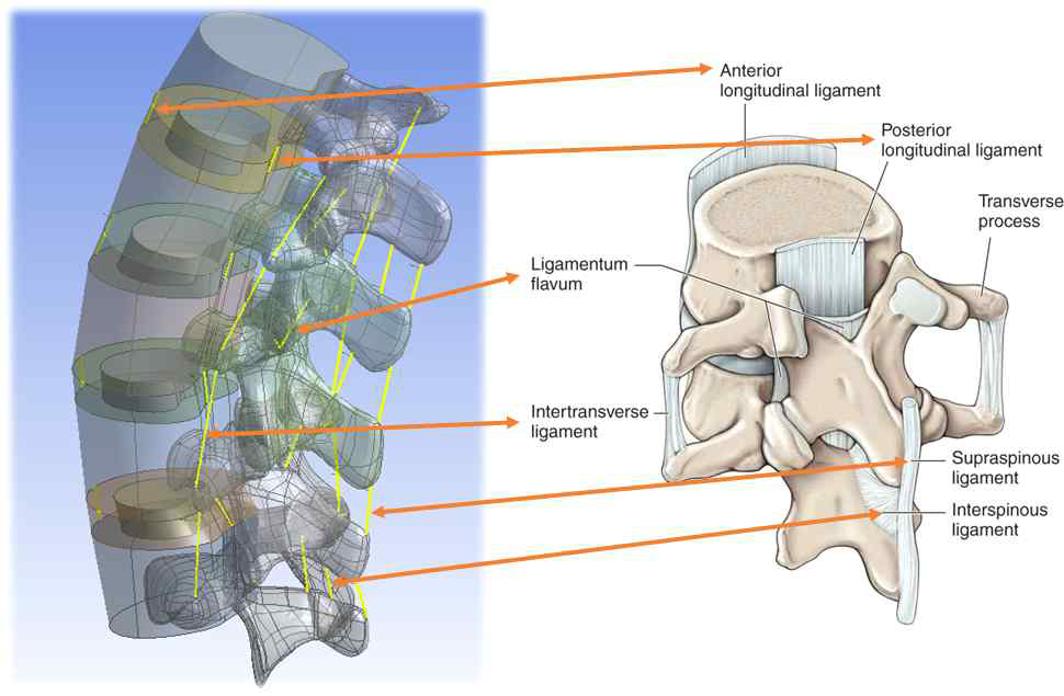 구축된 척추체의 3차원 모델과 해부학적 모식도와의 비교