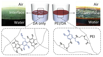 카테콜계 분자인 도파민의 자가산화반응 대비 아민계 고분자 polyethyleneimine (PEI)를 template으로 같이 사용하였을 때의 필름 형성반응 비교