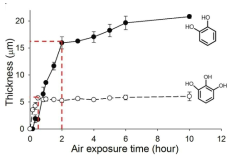 파이로갈롤 (pyrogallol) 및 파이로카테콜 (pyrocatechol)의 공기 노출 시간에 따른 접착 필름의 두께 정보