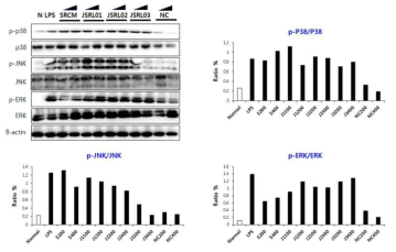 JSRL 균주에 의한 MAPK의 인산화