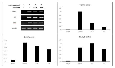 SCGB-574에 의한 염증매개인자 관련 mRNA 발현억제