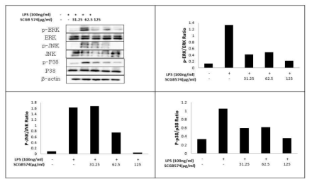 SCGB-574에 의한 MAPK 활성화 억제