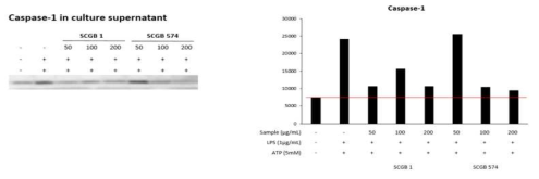 BMDM 세포에서 SCGB-1과 SCGB-574에 의한 caspase-1 억제