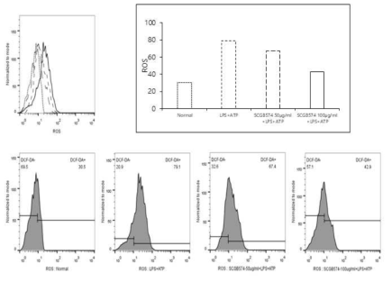 SCGB-574에 의한 세포 내 ROS 생성 억제