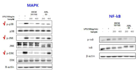 JSRL03 및 SRCM 균주의 MAPK 활성화