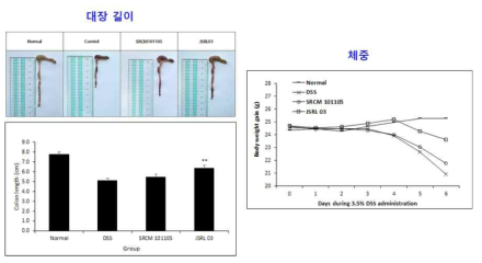 발효균주의 IBD에 의한 장길이 감소 개선효과