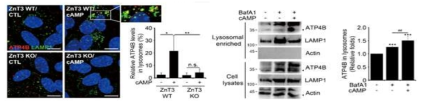 H+/K+-ATPase와 ZnT3의 연관성과 cAMP에 의한 라이소좀 모집