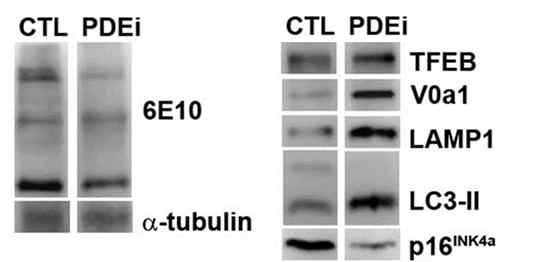 Aβ과발현 세포주에서 PDE 억제제의 라이소좀 관련 단백질 발현 변화