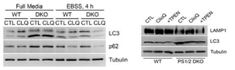 PS1/2 DKO 세포에서 클라이오퀴놀 처리에 의한 라이소좀 및 자식 작용 활성화