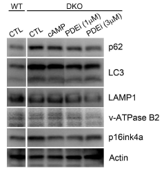 PS1/2 DKO 세포에서 발굴된 PDE 억제제들의 라이소좀과 자식작용 활성화 효과