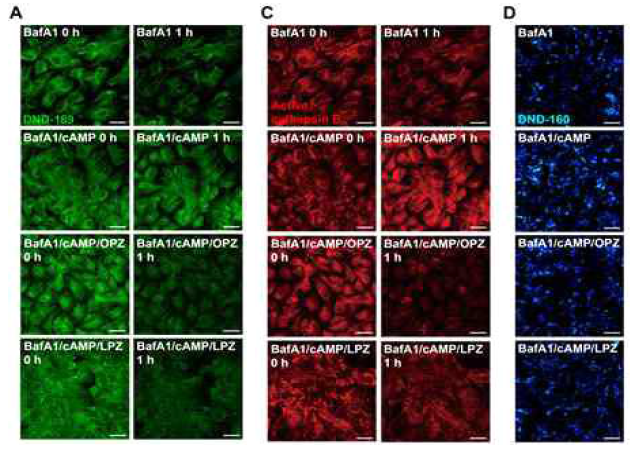 H+/K+-ATPase 억제제 (OPZ, LPZ)에 의해 감소하는 라이소좀 산성화