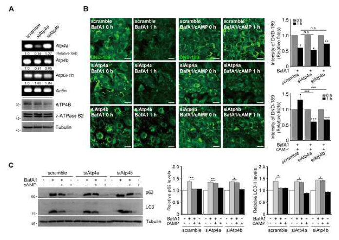 H+/K+-ATPase 발현 억제에 의한 cAMP 효과 감소