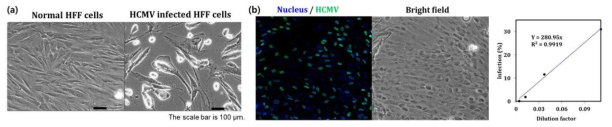 (a) HCMV 배양 후 HFF의 CPE, (b) Immunofluoscence (IF)를 통한 HCMV titration 결과 (좌: HCMV dilution factor 1/9에 해당하는 IF 결과 이미지, 우: titration 결과. 5.62 X 106 IFU/mL, *Infectious unit.) (2) ssRNA 바이러스 배양