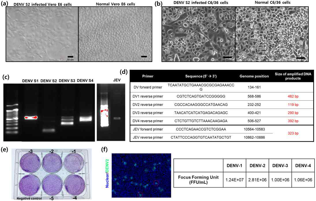 (a) Vero E6 (원숭이 신장유래 세포) 및 (b) C6/36 (모기 유래 세포)를 통한 DENV의 배양 (scale bar : 50 μm). (c) RT-PCR을 통한 바이러스 배양 확인, (d) RT-PCR에 사용한 primer 정보, (e) plaque assay 결과 (DENV S2, BHK-21 세포), (f) FFA결과 (DENV S1-S4)