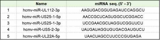 본 연구팀이 타겟으로 선정한 바이러스 감염 특이적 HCMV miRNAs