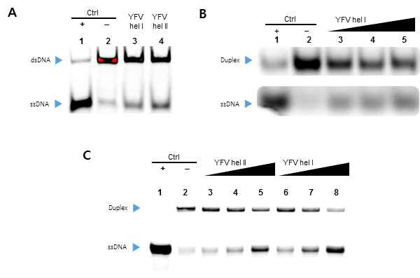 바이러스 효소 대응 기질 선정. A)dsDNA를 기질 로 사용하여 YFVhel I 및 YFVhel II 의 helicase 활성을 확 인. Lane 1 : 양성대조군, Lane 2 : 음성대조군, Lane 3 : 6.25 μM YFVhel I, Lane 4 : 6.25 μM YFVhel II 2. B)RNA/DNA duplex을 기질로 사용하여 YFH의 농도변화에 따른 helicase 활성 변화 확인. Lane 1: 양성대조군, Lane 2: 음성대조군, Lane 3: 130 nM, Lane 4: 260 nM, Lane 5: 520 nM YFVhel I. C)3' overhang 길이가 긴 RNA/DNA duplex기질을 사용하여 YFVhel II 및 YFVhel I 의 농도변 화에 따른 helicase 활성 변화 확인. Lane 1: 양성대조군, Lane 2: 음성대조군, Lane 3-5: 60, 120, 240 nM YFVhel II, Lane 6-7: 60, 120, 240 nM YFVhel I
