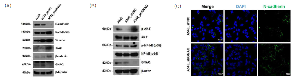 Western blot 실험을 통하여 (A) EMT 관련 마커 및 (B) protein kinase B (Akt)/NF-κB 의 변화를 관찰. (C) IF 실험을 이용하여 N-cadherin의 변화 관찰함