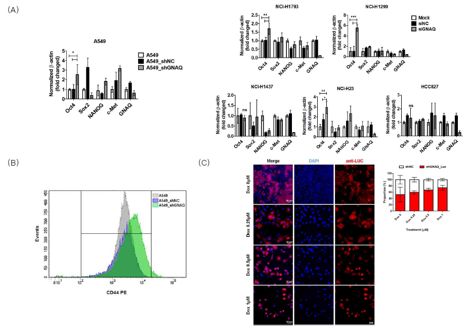 (A) 다양한 폐암 세포주(A549, NCI-H1793, NCI-H1299, NCI-H1437, NCI-H23, HCC817 세포)에서 암줄기세포의 마커를 real-time PCR을 이용하여 확인함. (B) 유세포 분석기 (Flow cytometry)를 활용하여 암줄기세포의 세포표면 항원인 CD44를 확인함. (C) 화학요법의 내성을 평가하기 위하여 대조군 세포와 luciferase가 발현하는 GNAQ 억제 안정화 세포를 공배양하여 ‘heterogeneous tumors’를 만든 후 doxorubicin(Dox)를 처리하여 생존류를 비교 분석함