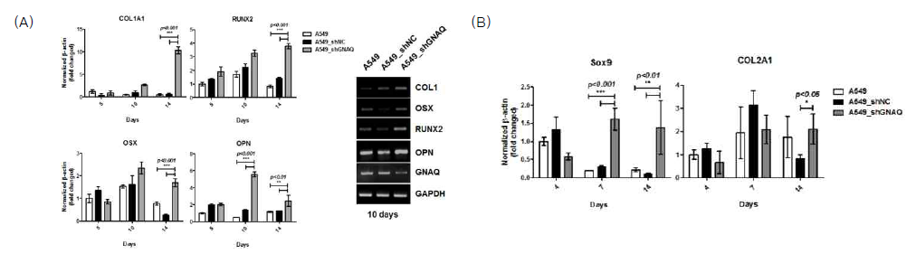 (A) 골형성 유도 후 COL1A1, RUNX2, OSX, OPN의 발현을 RT-PCR, real-time PCR을 통해 관찰함. (B) 연골 분화의 조절인자인 SOX9, COL2A1의 발현을 real-time PCR로 확인함