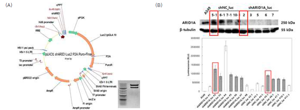 (A) ARID1A 유전자를 타깃으로 shRNA와 Luciferase가 동시 발현되는 plasmid를 구축함. (B) Western blot과 luciferase assay 통하여 ARID1A가 Knock-down되면서 luciferase가 발현되는 안정화 세포주를 찾음