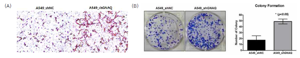 (A) Trans-well을 이용하여 세포 이동 관찰. (B) 소프트 한천 콜로니 형성(soft agar colony formation)을 실시 10일 후 평가함
