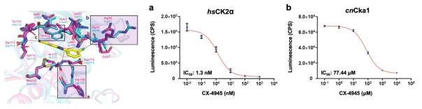 단백질 구조규명 및 kinase assay 인간 CK2α (a) 와 C. neoformans Cka1 (b) 의 CX-4945 처리에 따른 저해효과 차이 비교 분석 (본 연구진의 Ong et al. 2019 Scientific Reports)