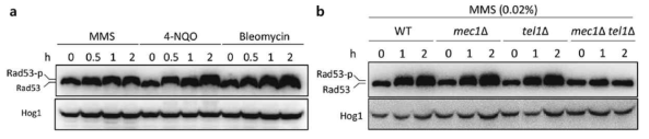 DNA 손상 반응에서의 C. neoformans Rad53 인산화 패턴 분석(본 연구진의 Jung et al., 2019 mBio)