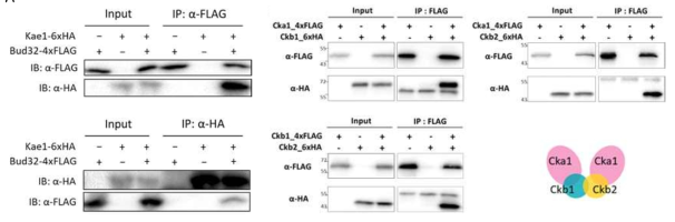 면역침강법을 활용한 단백질 복합체 연구 (A) Bud32-Kae1 복합체 증명 (B) CK2 복합체