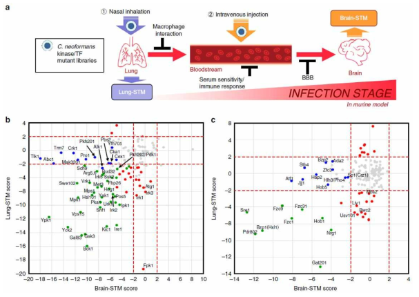 C. neoformans의 폐 감염(세로축)과 뇌 감염(가로축) STM 결과 분석 (핵심 감염인자: 초록색; 폐 감염인자: 붉은색; 뇌 감염인자: 파란색) (본 연구진의 Lee et al., 2020 Nature Communications)