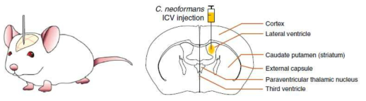 뇌 실질 안에서의 곰팡이 생존도를 보기 위한 ICV injection 모델 구축 (본 연구진의 Lee et al., 2020 Nature Communications)