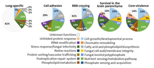 병원성 진균의 숙주 내 감염과정에 필요한 kinase/TF 유전자의 기능 분석(본 연구진의 Lee et al., 2020 Nature Communications)