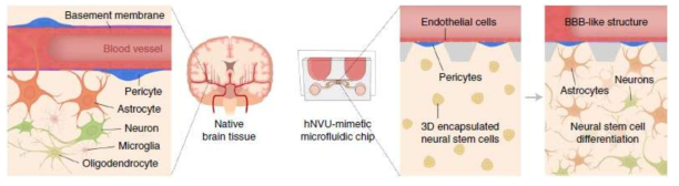 혈관-뇌 장벽을 모사한 생체모사 칩 모식도(본 연구진의 Kim et al., 2021 Nature Biomedical Engineering)