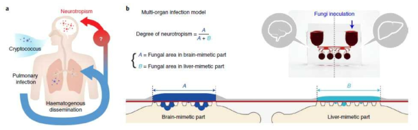 두 가지 조직으로 분화한 multi-organ cihp 모식도(본 연구진의 Kim et al., 2021 Nature Biomedical Engineering)