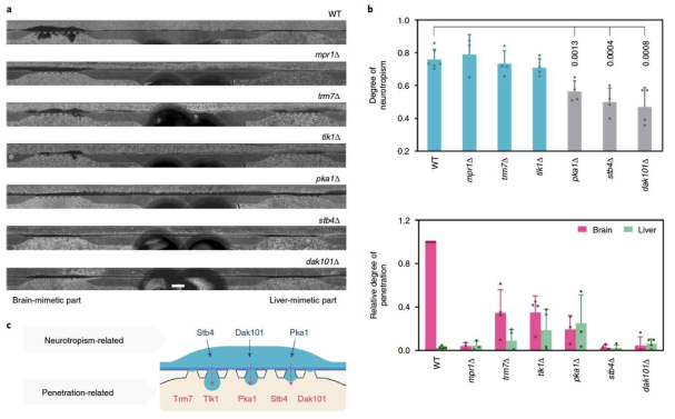 곰팡이의 뇌 신경조직 친화도 및 조절 인자 최초 발견(본 연구진의 Kim et al., 2021 Nature Biomedical Engineering)