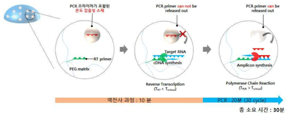 온도 감응성 소재를 이용한 one-step RT-qPCR 반응 모식도